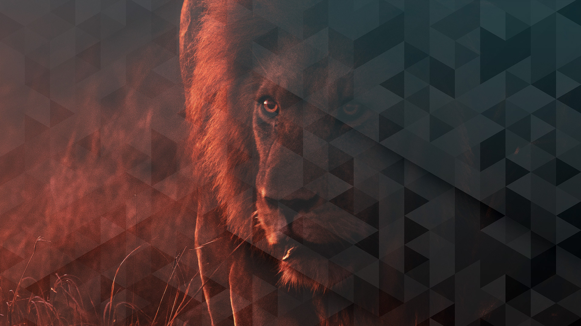 A lion on the hunt