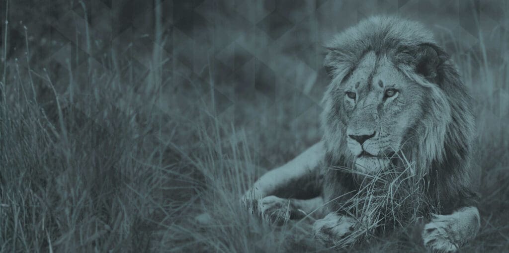 Managed Originations photo